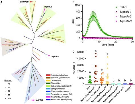 Mppbla Positively Regulates Chitin Triggered Ros Production In A Kinase Download Scientific