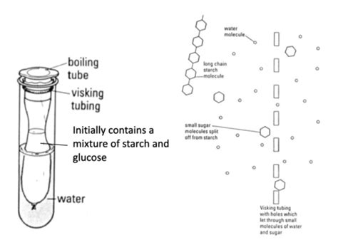 SL Biology Experiments IB Flashcards Quizlet