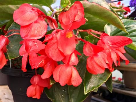 Dragon Wing Begonia • Cut And Dried Flower Farm