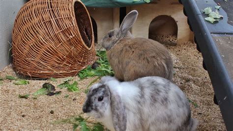 Neugierige Kaninchen Rosali Und Peter Fox Suchen Neues Zuhause