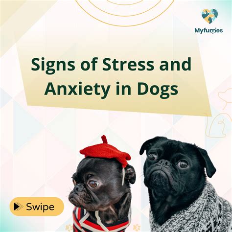 What Are The Signs Of A Stressed Dog