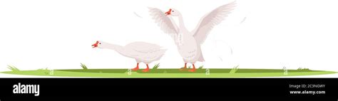 Geese Semi Flat Rgb Color Vector Illustration Stock Vector Image And Art