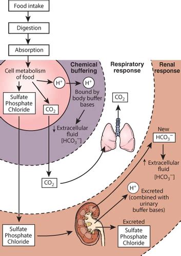 Chapter Disorders Of Fluid Electrolytes And Acid Base Balance