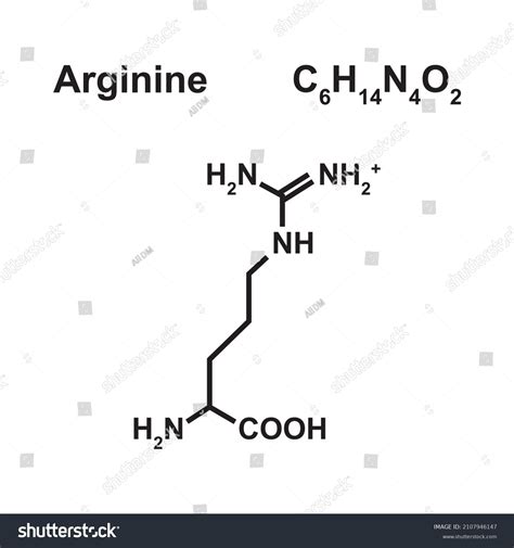 Arginine Amino Acid Chemical Structure Vector Stock Vector Royalty