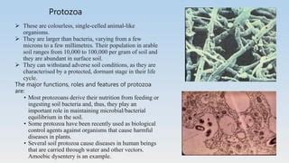 Agricultural Microbiology: Role of microbes in soil fertility | PPT