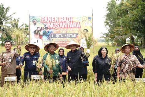 Wooow Tahun Ini OKU Timur Targetkan Panen Padi Seluas 130 Ribu Hektar