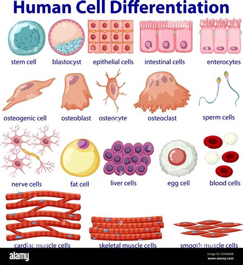 Cell Differentiation Examples