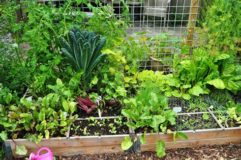 T Bezige Bijtje Tuin Moestuin En Lekker Eten