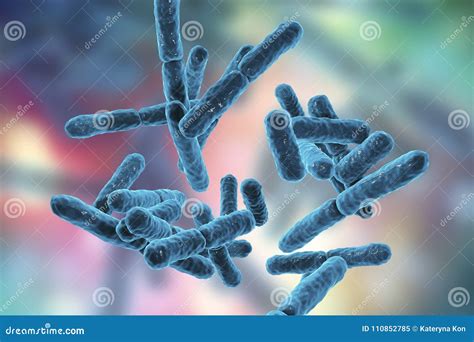 Bakterien Bifidobacterium Grampositive Anaerobe Stange F Rmige