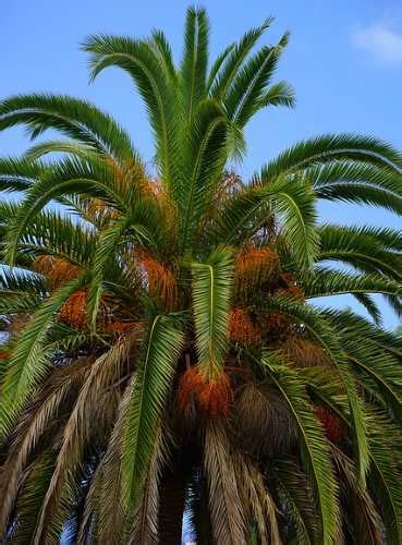 Types Of Palm Trees With Identification Guide Pictures Name