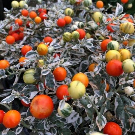 Solanum Pseudocapsicum Vendita Online Vendita Piante Online