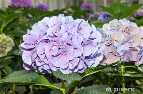 Decoratief Sierkussen Bloeiende Hortensia S In Een Nederlandse