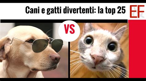 Foto Divertenti Di Cani Con Frasi Frasi Foto