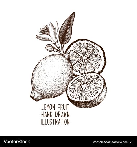 Ink Hand Drawn Lemon Sketch Royalty Free Vector Image