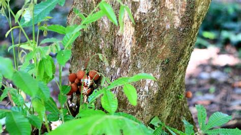 Majegau Tree stock image. Image of gaudichaudianum, green - 230474737