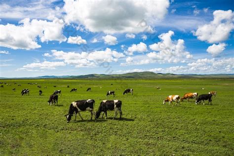 Vaca De Pastizales Las Vacas Tranquilas Bajo Nubes Blancas Plantilla