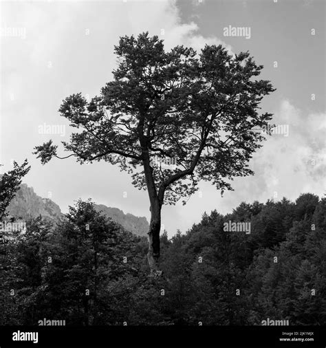 Monochrome nature view of Albanian nature. Alpin environment background ...