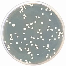 Agar Dextrosa Sabouraud Ep Usp Iso Formato G