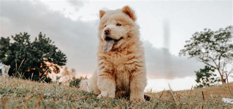 Chow Puppy - How to Raise & Care for These Unique Dogs