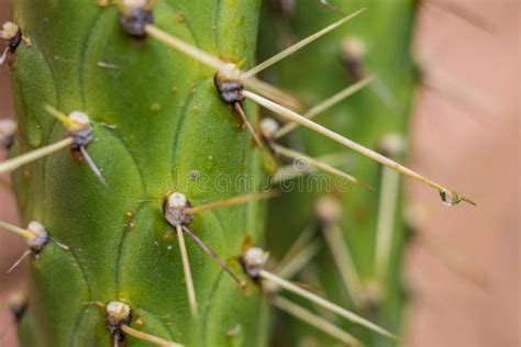 Detailed Macro Cacti Spike With Droplet Stock Image Image Of Macro Green 45607709