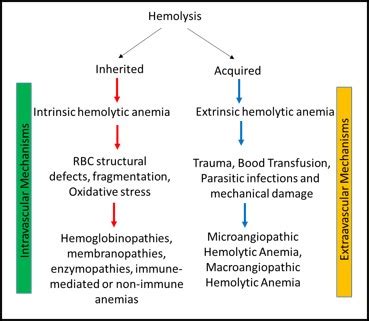 Hemolysis | Definition, Causes & Treatments - Lesson | Study.com