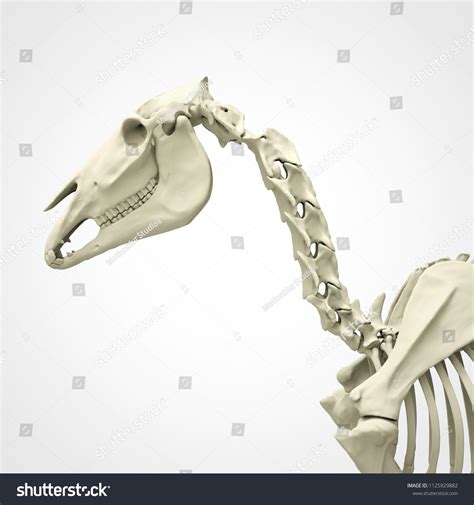 Horse Skeleton Anatomy Isolated On White Stock Illustration 1125929882 ...