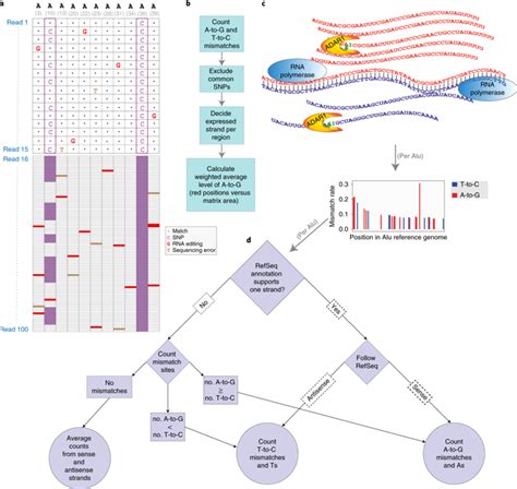 Genome Wide Quantification Of ADAR Adenosine To Inosine RNA Editing