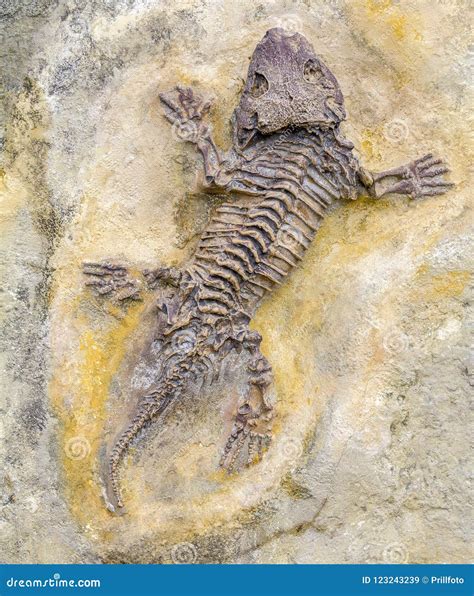 Seymouria fossil closeup stock image. Image of imprint - 123243239