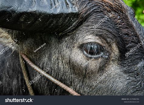 442 Buffalo's eye Images, Stock Photos & Vectors | Shutterstock