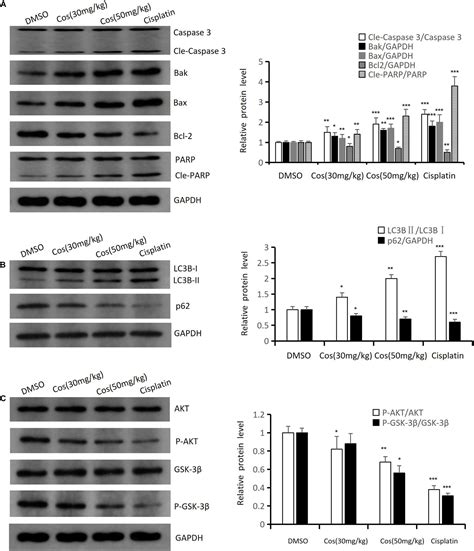 Frontiers Costunolide Induced Apoptosis Via Promoting The Reactive