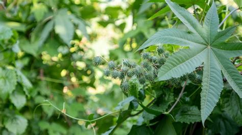 Planta De Leo De R Cino Em Um Jardim Da Natureza Foto Premium