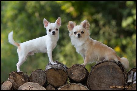 Chihuahua Breeders and Puppies - Canada's Guide to Dogs