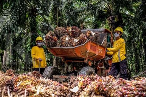 Berikut Gambaran Target Volume Produksi Astra Agro Lestari AALI Di 2021