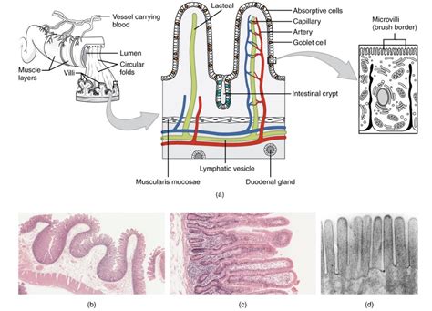 Células Do Intestino Delgado - Intestino Delgado: Anatomia | Concise Medical Knowledge