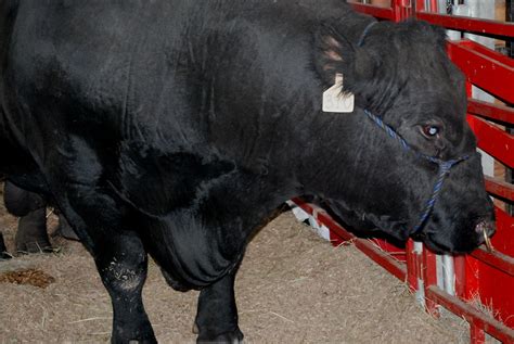 Biggest Bull At Iowa State Fair Big Black An Angus Bull Flickr