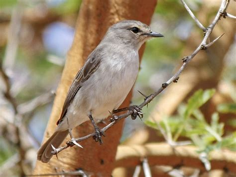 African Gray Flycatcher Ebird