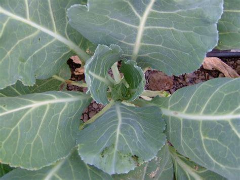 How To Plant And Grow Collards Harvest To Table