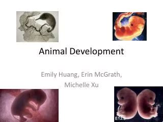 PPT - ANIMAL GROWTH AND DEVELOPMENT PowerPoint Presentation, free ...