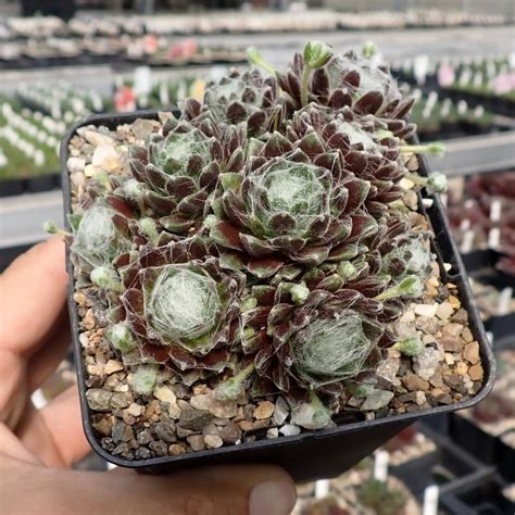 Sempervivum Arachnoideum Hybr White Christmas Dw Uhlig Kakteen