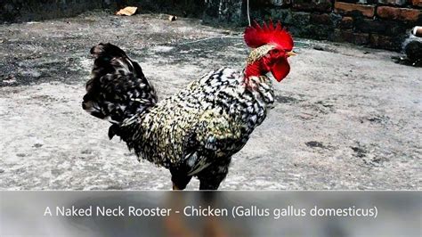 A Naked Neck Rooster Chicken Gallus Gallus Domesticus YouTube