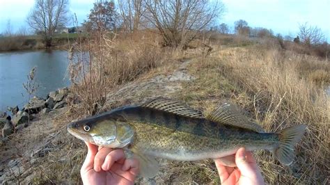 Snoekbaars Zander Vissen Op De Maas Met Aanbeten YouTube