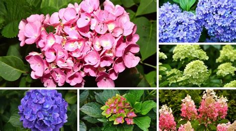 17 Dwarf Hydrangea Varieties You Can Plant This Season | Hydrangea ...