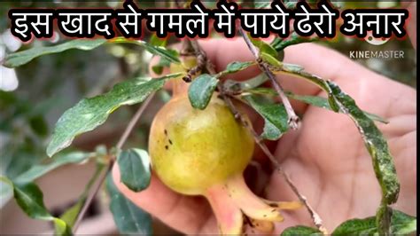 इस खाद से गमले में लगे अनार से पाये ढेरो अनारhow To Care Anar