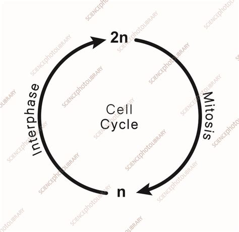 Cell cycle, illustration - Stock Image - F041/9805 - Science Photo Library