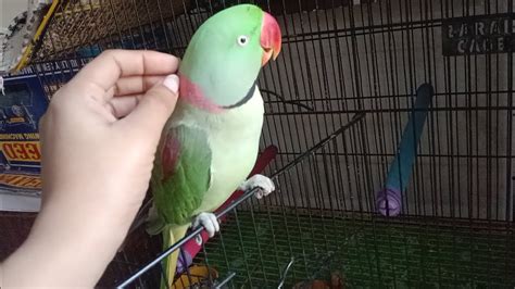 Aj To Miya Mithu Ko Sardi Lgi Hoi H Raw Parrot Cute Parrot Funny