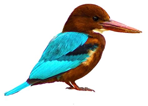 Kingfisher Bird Png Transparent Images Png All