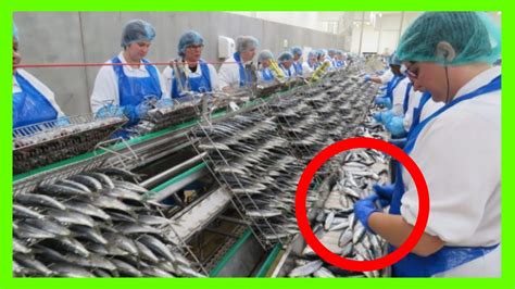 How Canned Sardines Are Made 🥫 How Billions Of Sardines Are Caught