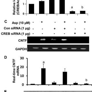 Aspirin Induces The Activation Of CREB In Mouse Astroglia Via PKA