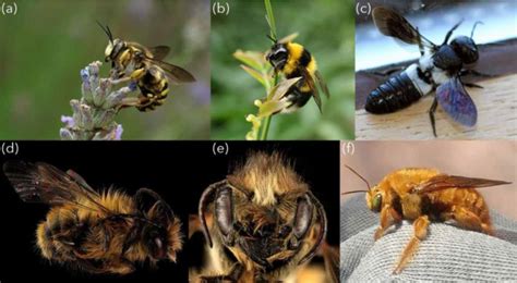 A sample of bee species introduced outside of their native range. (a ...