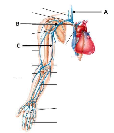 Right Arm Veins Diagram Quizlet